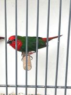 Roodkop papagaaiamadine man, Mannelijk, Tropenvogel