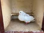 Kropper duif, Dieren en Toebehoren, Vogels | Duiven, Vrouwelijk, Kropper