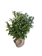 Laurierkers (Prunus laur. Novita) - Kluit, Ophalen of Verzenden, Laurier, Haag, Minder dan 100 cm