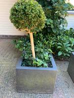 Twee buxusboompjes incl. pot, Ophalen, Zomer, Overige soorten