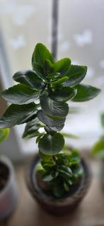kalanchoe, vetplant, verschillende groottes, Huis en Inrichting, Kamerplanten, Ophalen, Overige soorten, Minder dan 100 cm