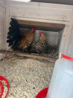 Echtpaar (haan en kip) zoeken een nieuw goed huis, Dieren en Toebehoren, Pluimvee, Mannelijk, Kip