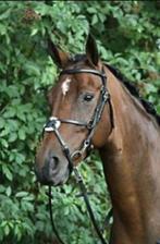 hoofdstel cob, Dieren en Toebehoren, Paarden en Pony's | Hoofdstellen en Tuigage, *, Verzenden, *, *