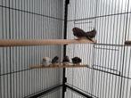 6 zebravinken ter adoptie, Dieren en Toebehoren, Vogels | Overige Vogels, Meerdere dieren