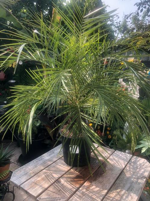 Prachtige Phoenix Roebelenii, Tuin en Terras, Planten | Bomen, Palmboom, Minder dan 100 cm, Volle zon, Ophalen