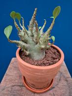 Adenium Baobab xl p17 (1), Ophalen of Verzenden, Halfschaduw, Minder dan 100 cm