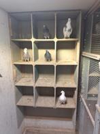 Tipplers, Dieren en Toebehoren, Vogels | Duiven, Meerdere dieren, Overige soorten