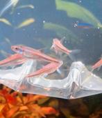 Rainbowshiners, Dieren en Toebehoren, Vis, Zoetwatervis, Schoolvis