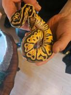 Te koop ball python, Dieren en Toebehoren, Reptielen en Amfibieën, Slang