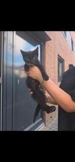 Kitten