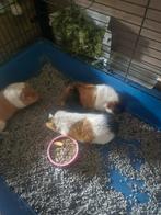3 cavia's (beertjes), Dieren en Toebehoren, Knaagdieren, Mannelijk, Cavia, Tam