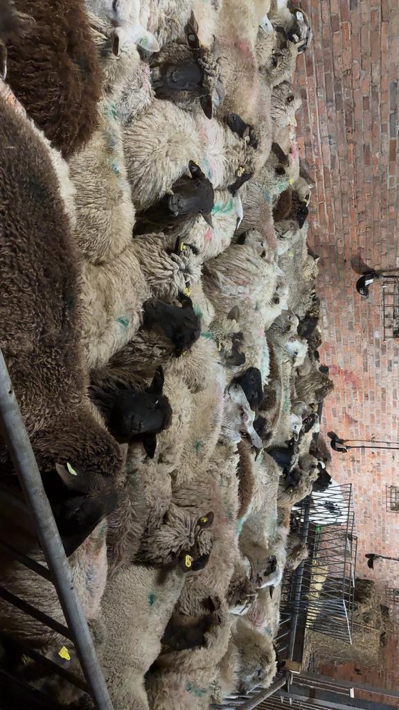 Drachtige schapen te koop, Dieren en Toebehoren, Schapen, Geiten en Varkens, Vrouwelijk, Schaap