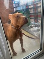 Pitbul ret nos, Dieren en Toebehoren, Honden | Jack Russells en Terriërs, CDV (hondenziekte), Particulier, 15 weken tot 1 jaar