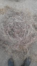 Midibalen weidehooi, Dieren en Toebehoren, Dierenvoeding, Ophalen, Vee