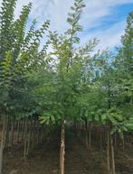 Sophora japonica honingboom in verschillende maten, Ophalen of Verzenden, Zomer, Volle zon, Overige soorten