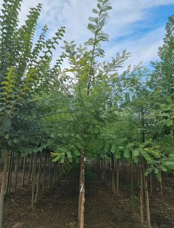 Sophora japonica honingboom in verschillende maten beschikbaar voor biedingen