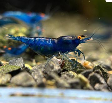 Neocaridina Orange Eyes mix beschikbaar voor biedingen