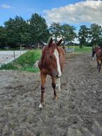 Jaarling (springen) Vancouver de Lanlore x Vingino (video), Dieren en Toebehoren, Paarden, Springpaard, Minder dan 160 cm, Niet van toepassing