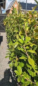 50 stuks laurier novita, Tuin en Terras, Ophalen, Laurier, 100 tot 250 cm