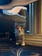 Kitten 11 weken. Een poesje, Dieren en Toebehoren, Katten en Kittens | Overige Katten, Poes