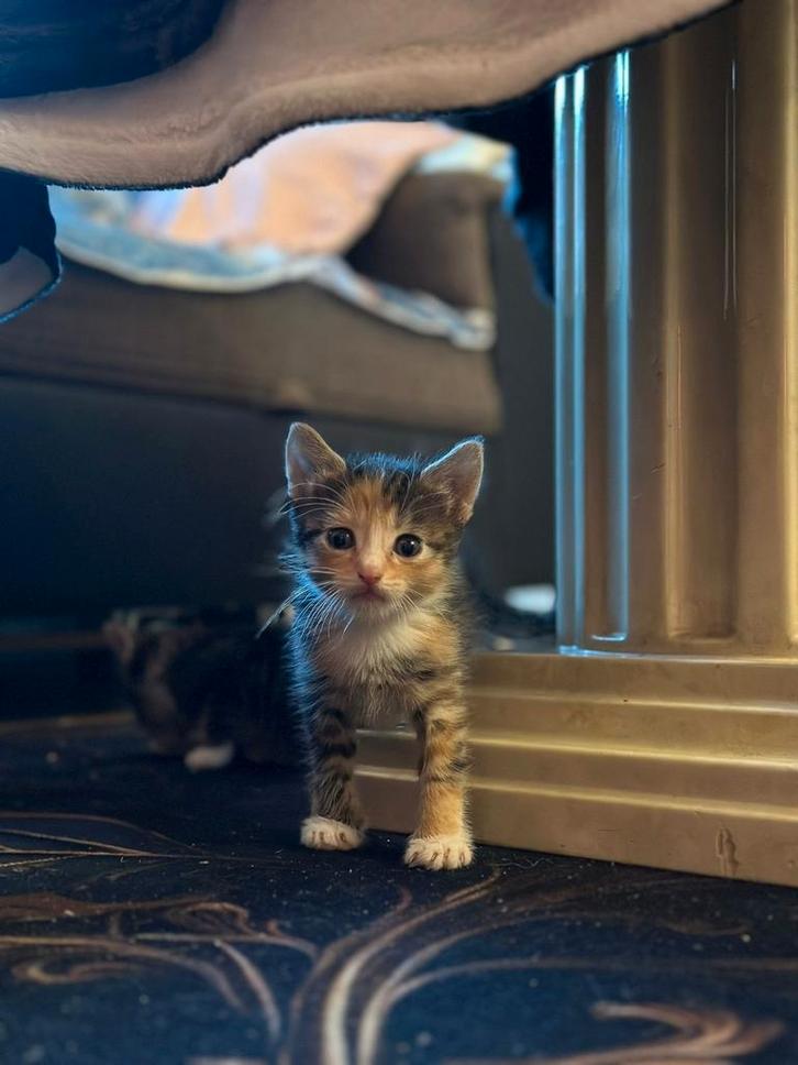 Kitten 11 weken. Een poesje, Dieren en Toebehoren, Katten en Kittens | Overige Katten, Poes
