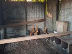 Drentse patrijs kippen, Dieren en Toebehoren, Pluimvee, Meerdere dieren, Kip