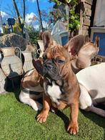 Franse Bulldog pups, Dieren en Toebehoren, Honden | Bulldogs, Pinschers en Molossers, Particulier, Meerdere, Bulldog, 8 tot 15 weken