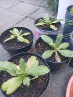 4x vaste kaardebol biologisch bio, Volle zon, Vaste plant, Zomer, Ophalen