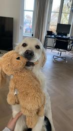 Oppas/ hondenuitlaat hulp gezocht in Nieuwegein Vreeswijk, Particuliere oppas