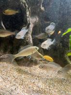 Malawi cichliden, Dieren en Toebehoren, Vissen | Aquariumvissen, Vis, Zoetwatervis