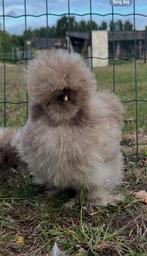 Toom zijdehoenders USA choco mottled, Dieren en Toebehoren, Pluimvee