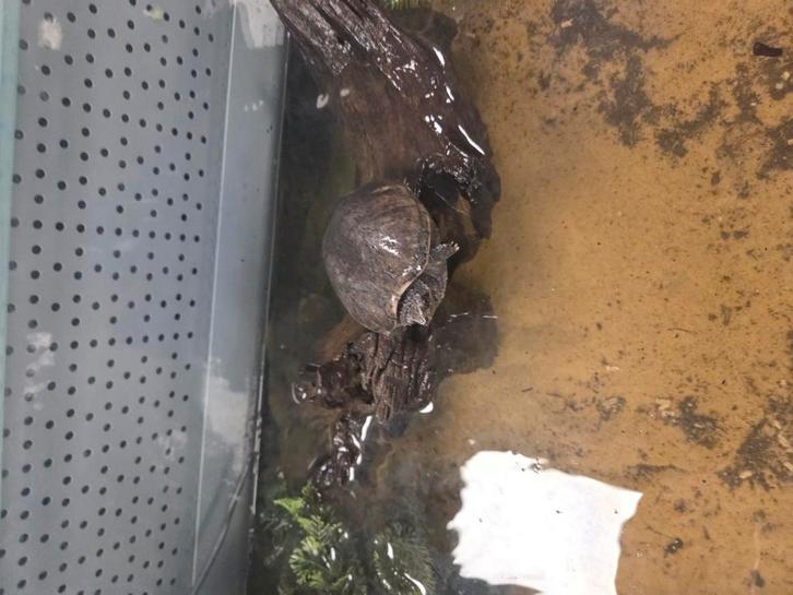2 waterschildpadden in aquarium Compleet!