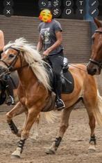 Verzorgpaard / bijrijdpaard gezocht, Dieren en Toebehoren, Stalling en Weidegang