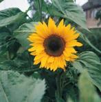 Zonnebloem zaden, Ophalen of Verzenden, Volle zon