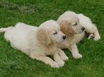 Golden Retriever pups  / puppy's, Dieren en Toebehoren, Honden | Retrievers, Spaniëls en Waterhonden, CDV (hondenziekte), Golden retriever