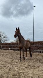 Gezocht stal met weidegang voor 24 jarige ruin, Dieren en Toebehoren, 1 paard of pony, Weidegang