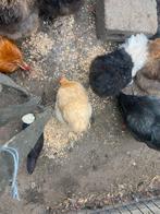 Cochin hen, Dieren en Toebehoren, Pluimvee, Vrouwelijk, Kip