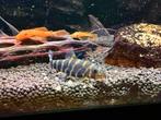 Te koop Rode Ancistrus, Dieren en Toebehoren, Vis, Zoetwatervis