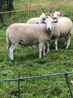 Schapen rammen hamels, Dieren en Toebehoren, Schapen, Geiten en Varkens, Mannelijk, Schaap