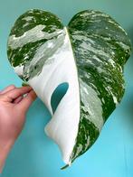 Topkwaliteit, witte Monstera Albo Variegata / mint stek, Ophalen, Overige soorten, Minder dan 100 cm