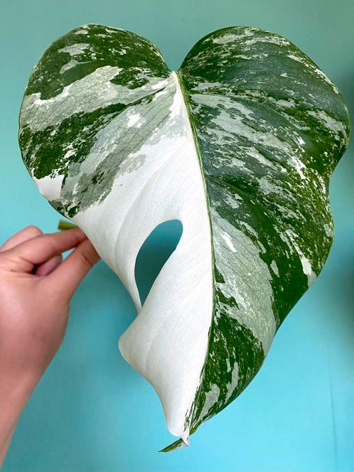 Topkwaliteit, witte Monstera Albo Variegata / mint stek, Huis en Inrichting, Kamerplanten, Overige soorten, Minder dan 100 cm