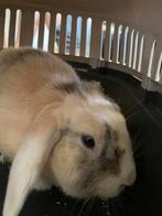 SPOED! Pluis zoekt een huisje!!, Dieren en Toebehoren, Konijnen, Mannelijk, Klein, Hangoor, 0 tot 2 jaar