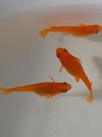 Medaka Yama King (Japanse Rijstvisjes) eitjes te koop, Dieren en Toebehoren, Vissen | Aquariumvissen, Vis