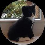 Twee kittens te koop., Dieren en Toebehoren, Katten en Kittens | Overige Katten, Kater