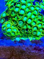 Zoanthus Radioacive Dragon Eye, koraal, button, Dieren en Toebehoren, Vissen | Aquariumvissen, Overige typen, Zoutwatervis
