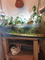 Prachtige clearglass lowboy aquarium met alles erbij, Ophalen of Verzenden