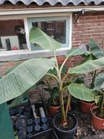 Musa Dajiao, Ophalen, Volle zon, Vaste plant, Zomer