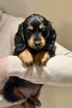 Dwerg teckel (reutje) pup, Dieren en Toebehoren, Reu, CDV (hondenziekte), 8 tot 15 weken, Dwerg