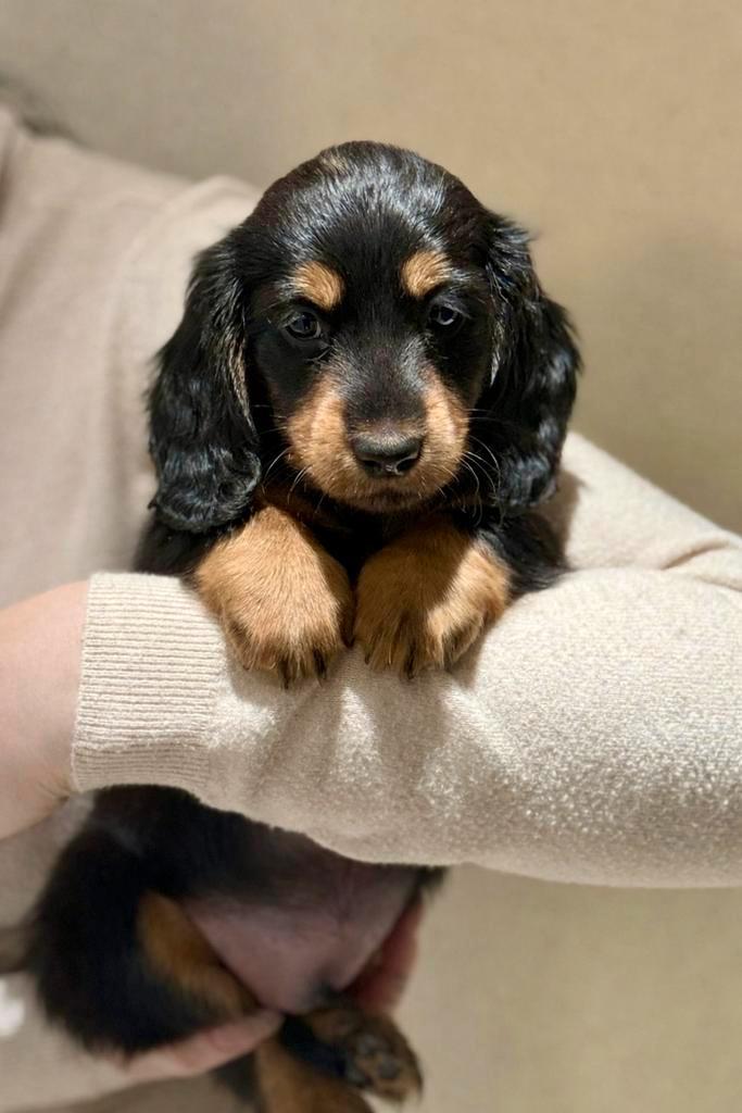 Dwerg teckel (reutje) pup, Dieren en Toebehoren, Honden | Teckels en Dashonden, Reu, Langhaar, Dwerg, Particulier, Meerdere, Nederland
