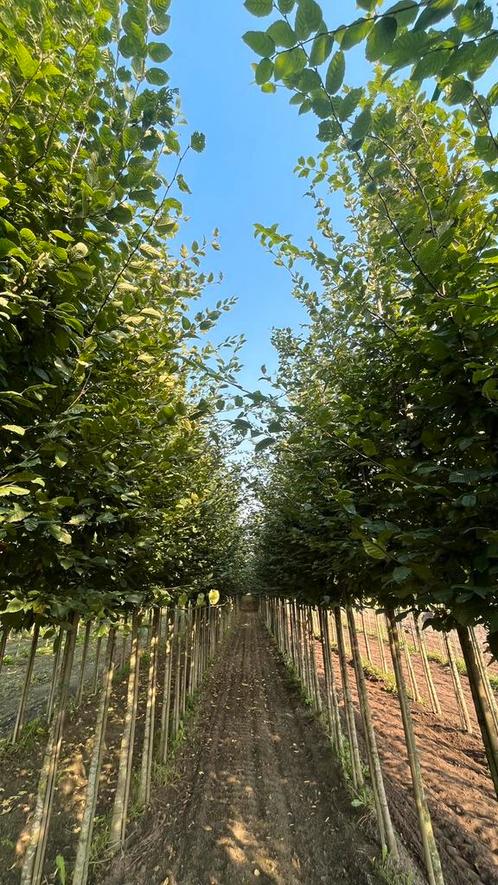 Lei carpinus betulus in verschillende maten | lang groen, Tuin en Terras, Planten | Bomen, Overige soorten, Ophalen of Verzenden